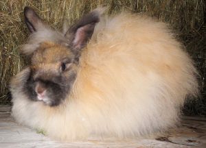 Citrine the angora rabbit loves Gnawers