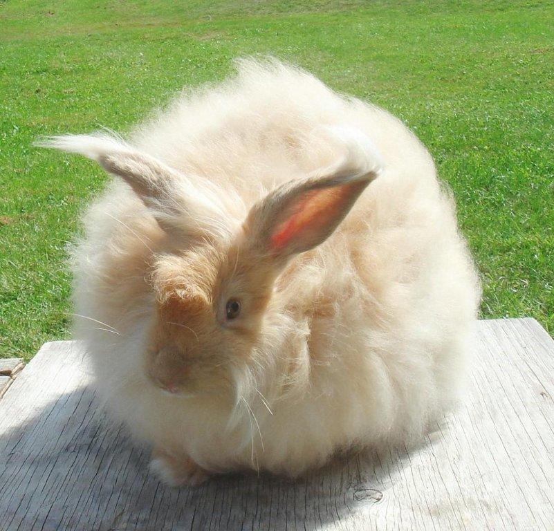 How long do bunnies live?