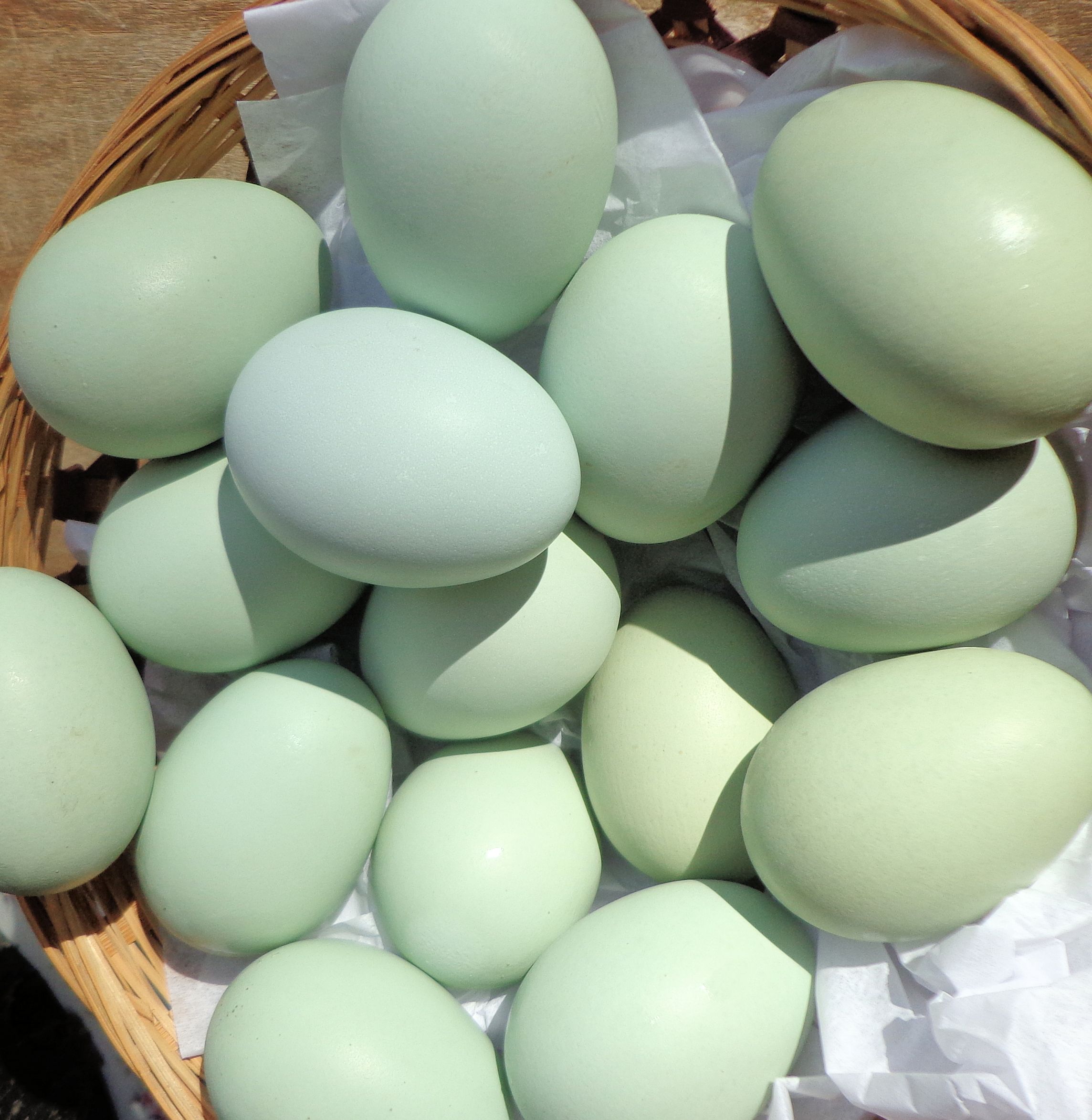araucana eggs